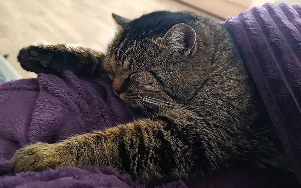 Samimi bir tekir kedi, yumuşak mor bir battaniyenin üzerinde huzur içinde uyuyor. Ön bacakları gerilmiş ve tamamen rahat ve rahat görünüyor. Sıcak aydınlatma ve yumuşak dokular sakin ve rahatlatıcı bir atmosfer yaratır..