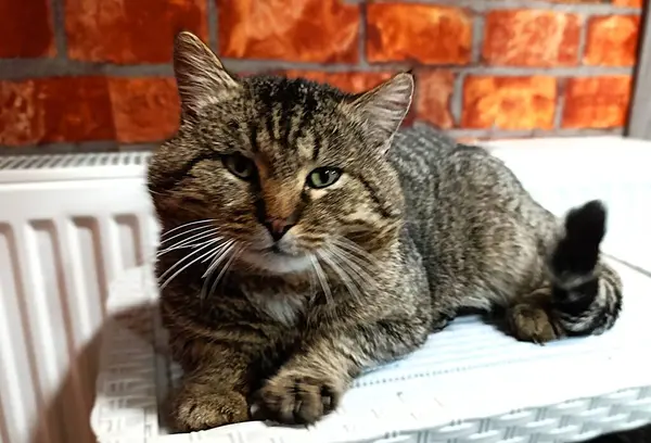 Engebeli bir tekir kedi, sıcak bir radyatörün yanındaki beyaz bir yüzeye uzanıyor. Onun yoğun bakışları ve güçlü yapısı ona tecrübeli bir sokak kazazedesinin bakışını veriyor, şimdi içeride rahat bir anın tadını çıkarıyor..