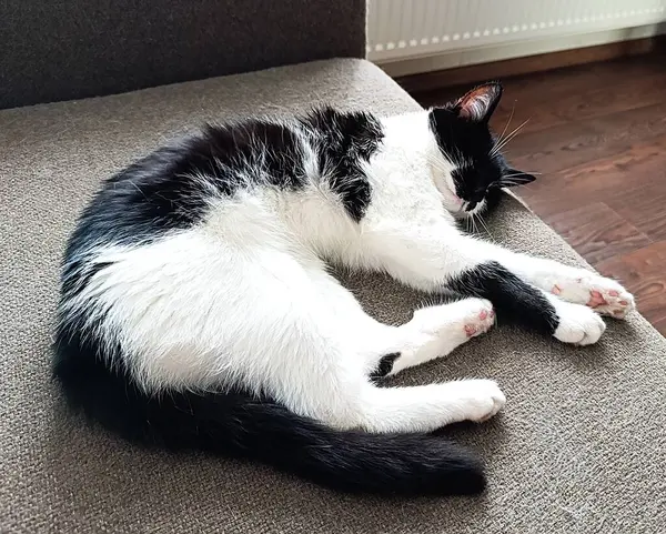 Yumuşak bir kanepede uyuyan siyah beyaz bir kedi. Kıvrımlı vücudu ve rahat duruşu modern oturma odasında huzurlu ve rahat bir atmosfer yaratıyor..