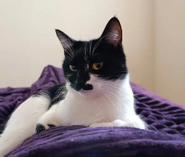 Siyah ve beyaz bir kedi mor bir battaniyenin üzerinde dinleniyor, sakince sarı gözleriyle bakıyor. Çarpıcı işaretleri ve barışçıl tavırları sakin bir atmosfer yaratıyor..