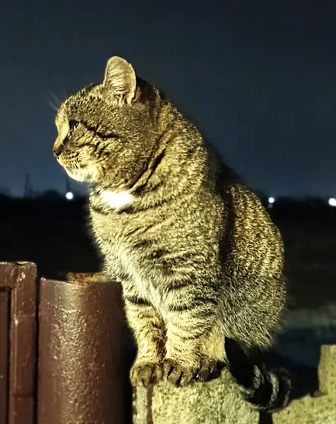 Bir tekir kedi, gece boyunca ahşap bir direğin tepesinde zarif bir şekilde oturur ve sessiz bir kırsal bölgedeki çevresini dikkatle seyreder. Uzaktaki ışıklar arka planda yavaşça parıldıyor..
