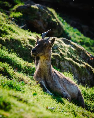 Çimlerin üzerinde kahverengi bir keçinin yakın plan çekimi.
