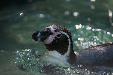 Güneş ışığı altında yüzen bir penguenin yakın plan çekimi.