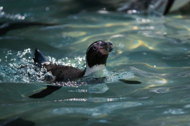 Denizin sularındaki penguen.