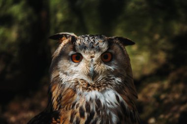 Bir baykuş portresi