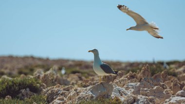 Kayadaki beyaz martı.