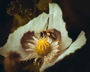 Rengarenk çiçeklerin kapanışı