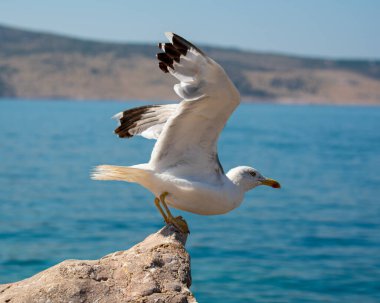 Sahildeki kayalıklarda martı