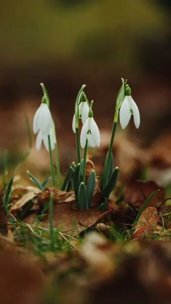 Bahçede güzel bahar çiçekleri
