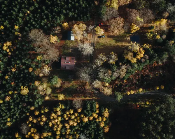 Sonbahar sarı ormanının hava manzarası