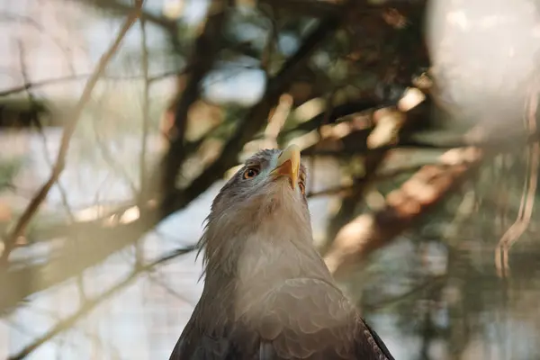 Ormandaki kel kartal portresi