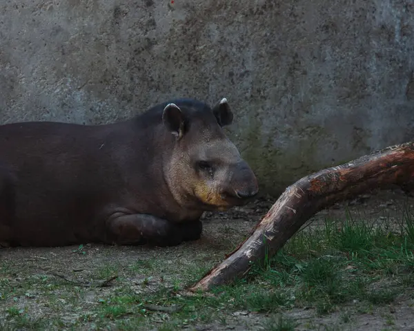 Hayvanat bahçesinde siyah beyaz bir köpek