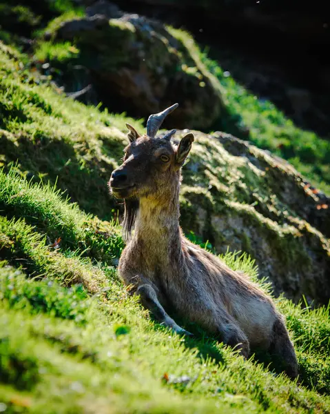 Çimlerin üzerinde kahverengi bir keçinin yakın plan çekimi.