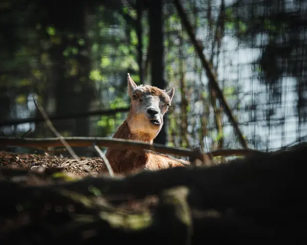 Ormanda kızıl tilki