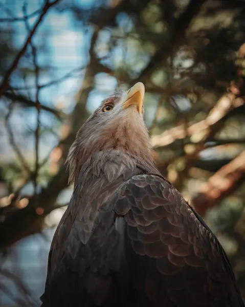 yakın - bir kartal görünümü