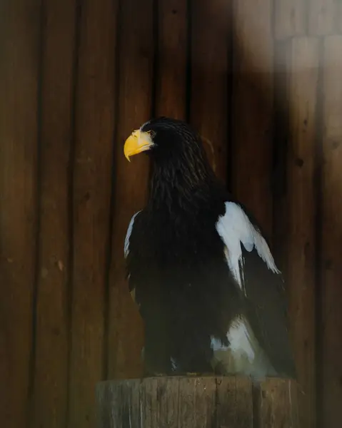 american eagle portresi