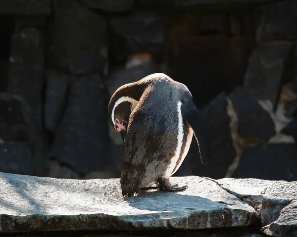 Bahçede sevimli bir penguen