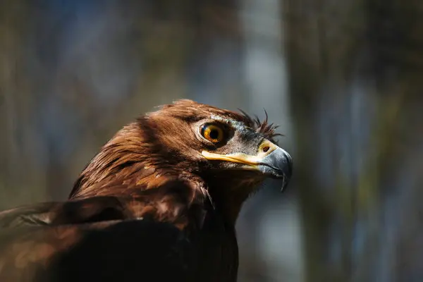 Bir ağacın arka planında bir kuş