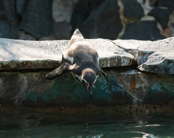 Denizde yüzen bir penguen