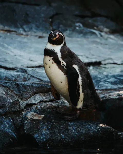 Sevimli penguen gözleri açık ve kanatları açık, kapat