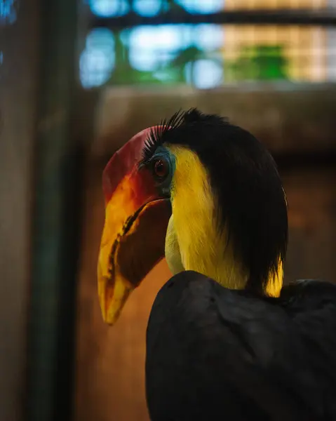 Hayvanat bahçesindeki güzel sarı bir papağan kuşunun yakın çekimi.