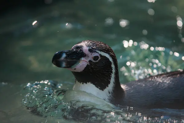 Güneş ışığı altında yüzen bir penguenin yakın plan çekimi.