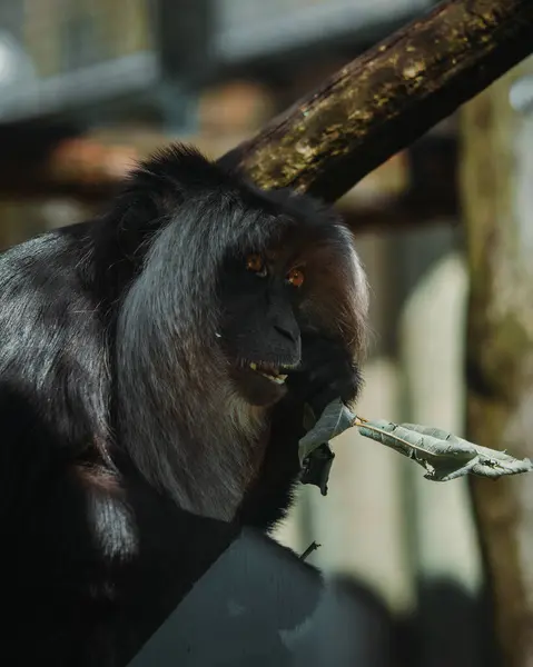 Hayvanat bahçesindeki maymun