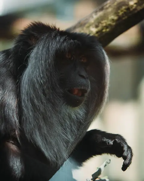 yakın - bir maymun portresi