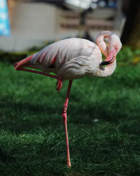 Hayvanat bahçesinde pembe flamingo kuşu