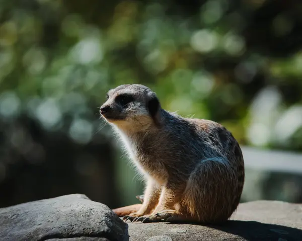 Hayvanat bahçesinde oturan mirket
