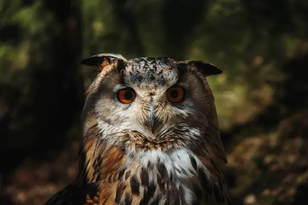 Bir baykuş portresi