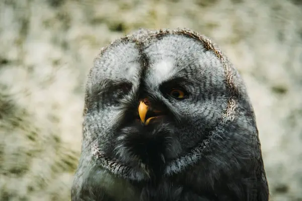 Bir kartalın kafasının yakın çekimi.