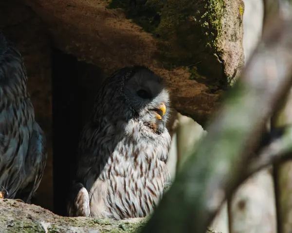 Altın baykuş (bubo nebulix ).