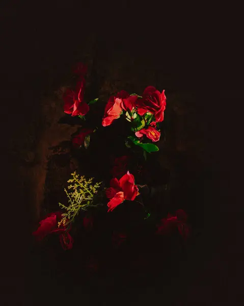 Siyah arkaplanda kırmızı gül