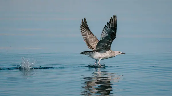 Martı suda uçuyor.