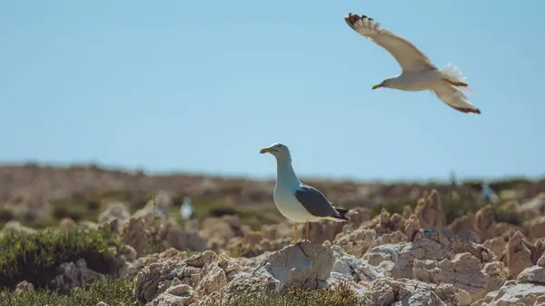 Kayadaki beyaz martı.