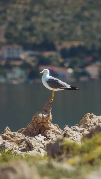 Arka planda gölün yanındaki sahilde bir martının dikey yakın çekimi.