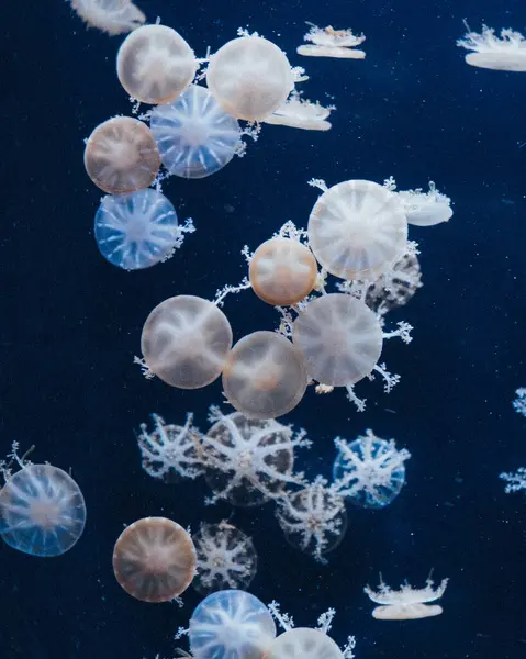 Karadeniz 'de deniz anaları