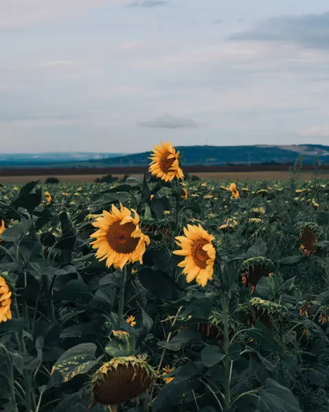 Yazın gün batımında güzel ayçiçeği tarlası.