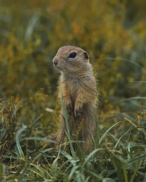 Yerde oturan sevimli sincap.