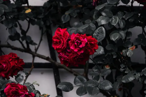 Bahçedeki güzel çiçekler