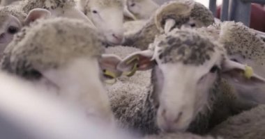 Koyun sürüsü yola çıkıyor. Kapatın. Çiftlik. koyun sürüsü