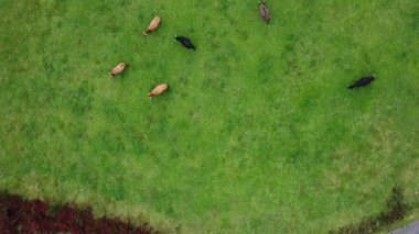Drone. Hava manzaralı, kuzeybatı İspanya 'da bir çiftlik manzaralı. Otlayan inekler, yeşil otlar