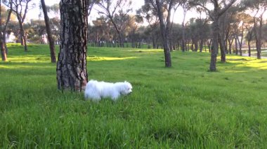 Köpek çimenlerde oynuyor. Havlıyor. Gün batımı. Malta köpeği. Beyaz köpek. Bichon Maltları
