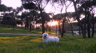 Köpek çimenlerde oynuyor. Havlıyor. Gün batımı. Malta köpeği. Beyaz köpek. Bichon Maltları