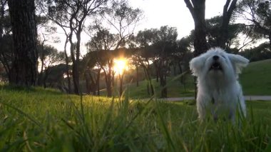 Köpek çimenlerde oynuyor. Havlıyor. Gün batımı. Malta köpeği. Beyaz köpek. Bichon Maltları