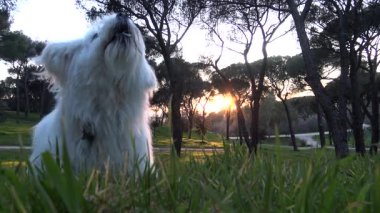 Köpek çimenlerde oynuyor. Havlıyor. Gün batımı. Malta köpeği. Beyaz köpek. Bichon Maltları