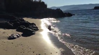 Köpek oynuyordu, sahilde koşuyordu. Malta köpeği. Bichon Maltes. Arkaplan