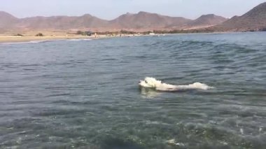 Kumsalda oynayan bir köpek. Denizde yüzen bir köpek. Malta köpeği. Bichon Maltları