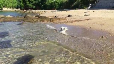 Plajdaki köpek, Malta köpeği. Bichon Maltes, Beyaz Köpek. sahil boyunca koşuyor